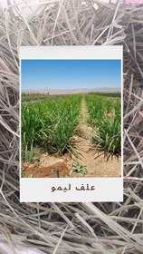 تصویر علف لیمو اعلا 100 گرمی Fresh Lemongrass 100 g