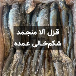 تصویر ماهی قزل آلا منجمد شکم خالی عمده (15 کیلویی) 