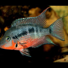 تصویر سیچیلاید فایرموس 