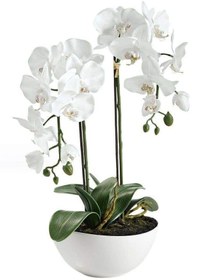 تصویر ارکیده دندروبیوم (Dendrobium) 