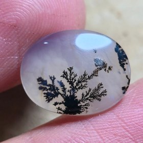 تصویر شجر قائن واضح زیبا 