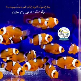 تصویر ماهی دلقک بلک اسلاریس تکثیری black ocellaris clownfish