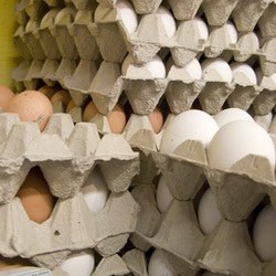تصویر طرح توجیهی تولید شانه تخم مرغ و میوه جات مقوایی 