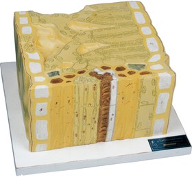 تصویر مولاژ برگI | یک لپه 