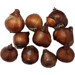 تصویر پیاز نرگس معطر شیراز پک 3 و 10 عددی - پک 10 عددی 