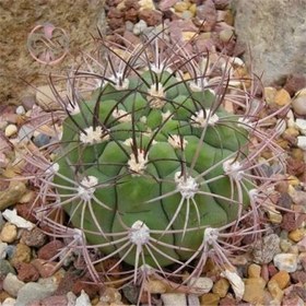 تصویر بذر ژمینو کاکتوس 10 عددی 