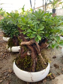 تصویر گلدان میخک هندی 