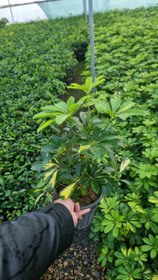 تصویر شفلرا 