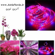 تصویر ریسه نواری رشد گیاه ، چراغ رشد گیاه ( Grow Light ) 