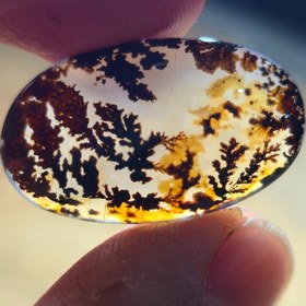 تصویر شجر قائن قواره دار 