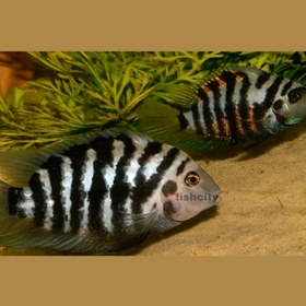 تصویر سیچیلاید گورخری 