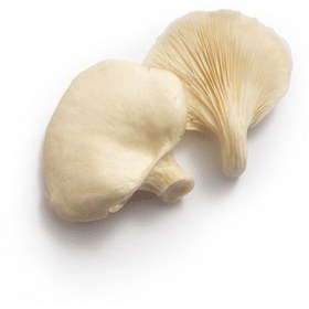 تصویر قارچ صدفی oyster mushrooms