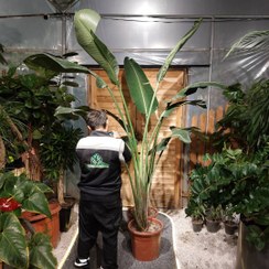 تصویر نخل نیکولای تک بوته مادری 