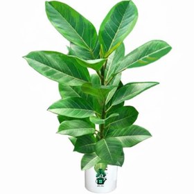 تصویر فیکوس آلتیسما گلآرون 