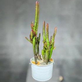 تصویر گیاه افوربیا آپارتمانی 