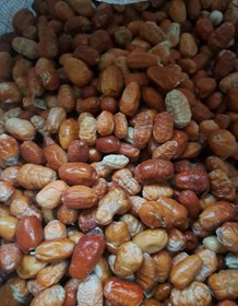 تصویر سنجد - ۵۰ / ۵۰ / ۱۰۰ Oleaster