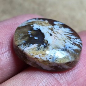 تصویر شجر پاییزه زیبا خاص 