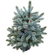 تصویر بذر کاج نوئل 