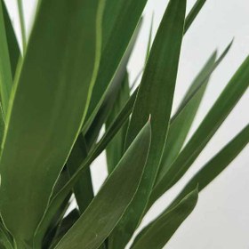 تصویر گیاه یوکا 