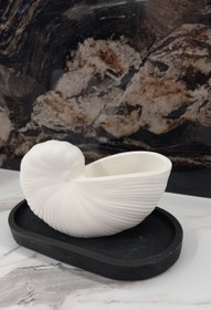 تصویر صدف حلزونی بزرگ sadaf halazuni