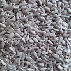 تصویر مغز تخمه آفتابگردان درجه ۱ روغن و کره و قنادی 