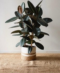 تصویر گیاه فیکوس(ficus) 