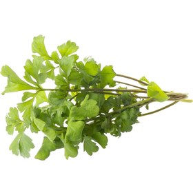 تصویر بذر شاهی برگ ریز 10، 100 و 500 گرمی