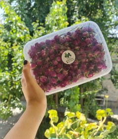 تصویر غنچه گل محمدی معمولی 