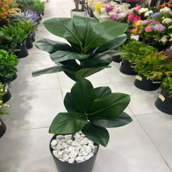 تصویر درختچه فیکوس دو شاخه 