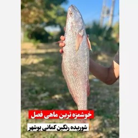 تصویر ماهی شوریده(اصلی) بوشهر تازه صید روز 