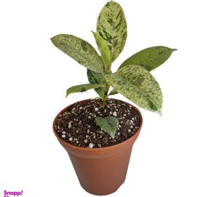 تصویر گیاه طبیعی فیکوس ببری کد 02 