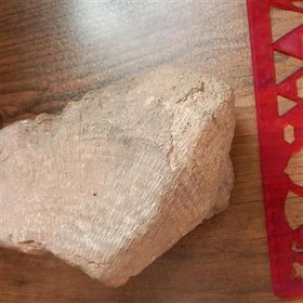 تصویر فسیل تنه درخت 