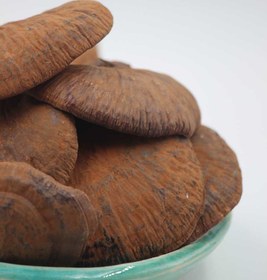 تصویر قارچ گانودرما درجه یک 