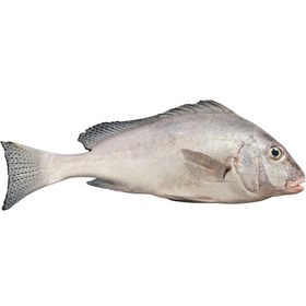 تصویر ماهی خنو 