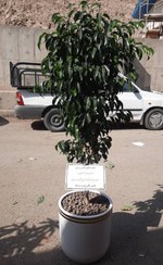 تصویر گلدان بنجامین برای عرض تبریک افتتاحیه و نمایشگاه A61 