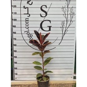 تصویر فیکوس شرابی 