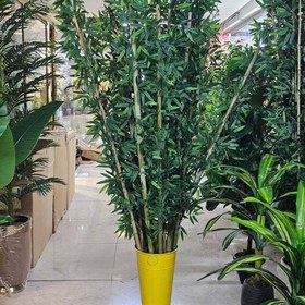 تصویر بامبو ۲ متری کم تراکم 