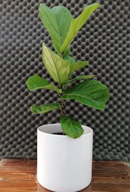 تصویر فیکوس لیراتا Ficus lyrata