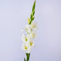 تصویر شاخه گل گلایل سفید 