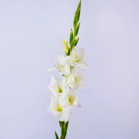 تصویر شاخه گل گلایل سفید 