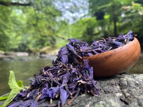 تصویر گل گاو زبان اعلا محصول دشت های اشکورات گیلان