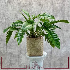 تصویر گیاه فیلودندرون سلوم 