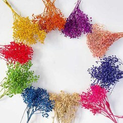 تصویر گل خشک عدسی(بسته کوچک) 