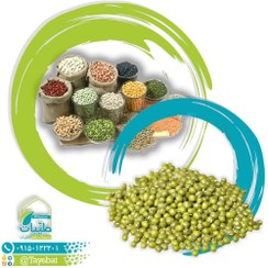 تصویر ماش ایرانی - وزن: 900 گرم 