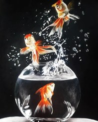 تصویر تنگ ماهی 