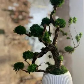 تصویر درخت جاویدان (4) 