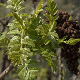 تصویر بذر سماق کوهی 20 عددی 