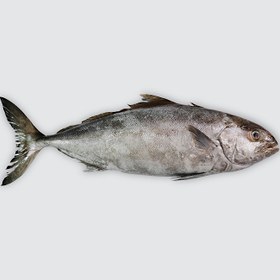 تصویر ماهی حمام 