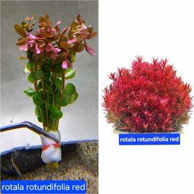 تصویر روتالا روتوندیفولیا قرمز rotala rotundifolia red 