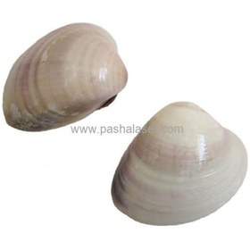 تصویر صدف کد 2309 